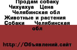 Продам собаку Чихуахуа › Цена ­ 7 - Челябинская обл. Животные и растения » Собаки   . Челябинская обл.